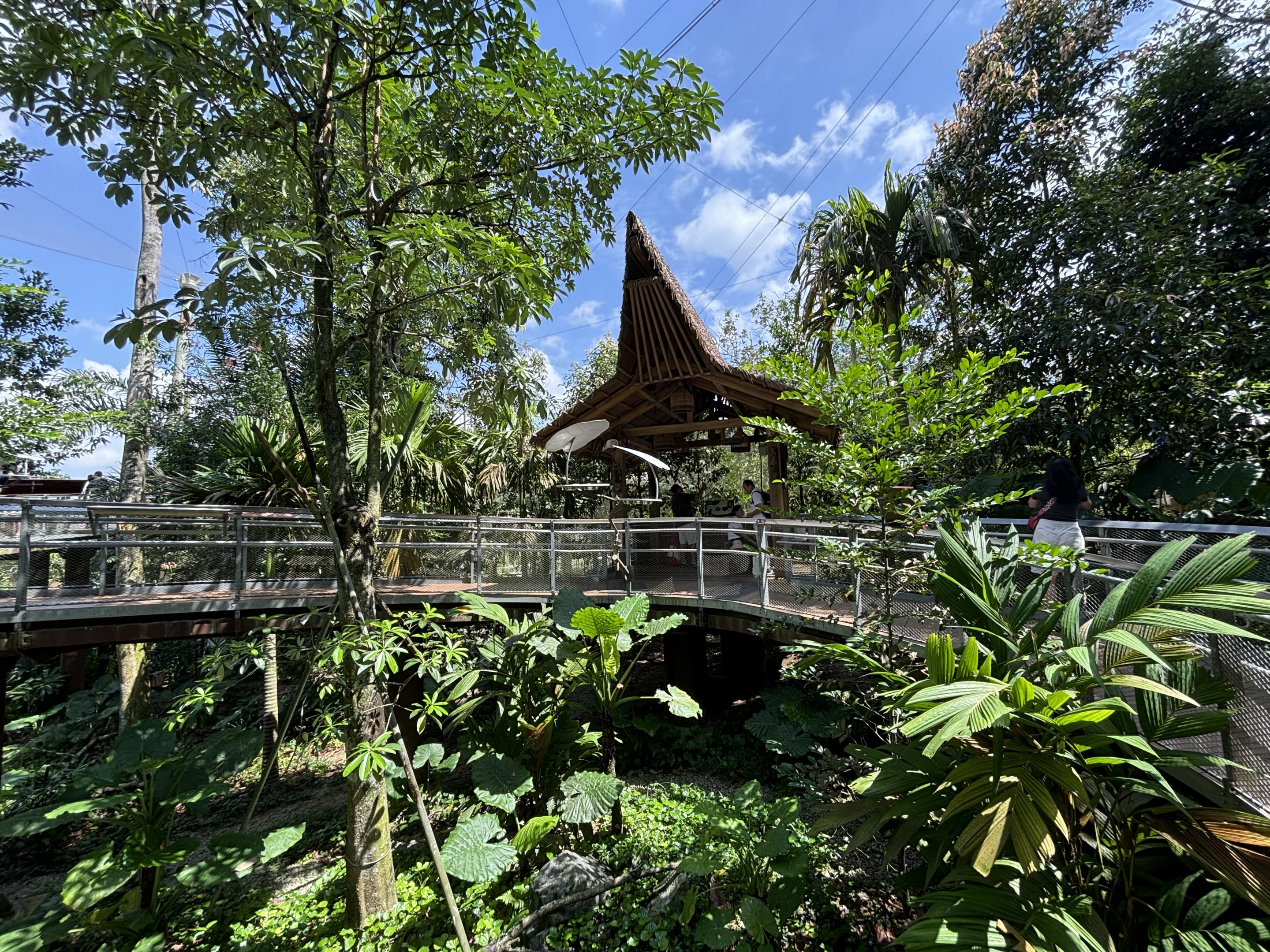 Songs of the Forest Aviary