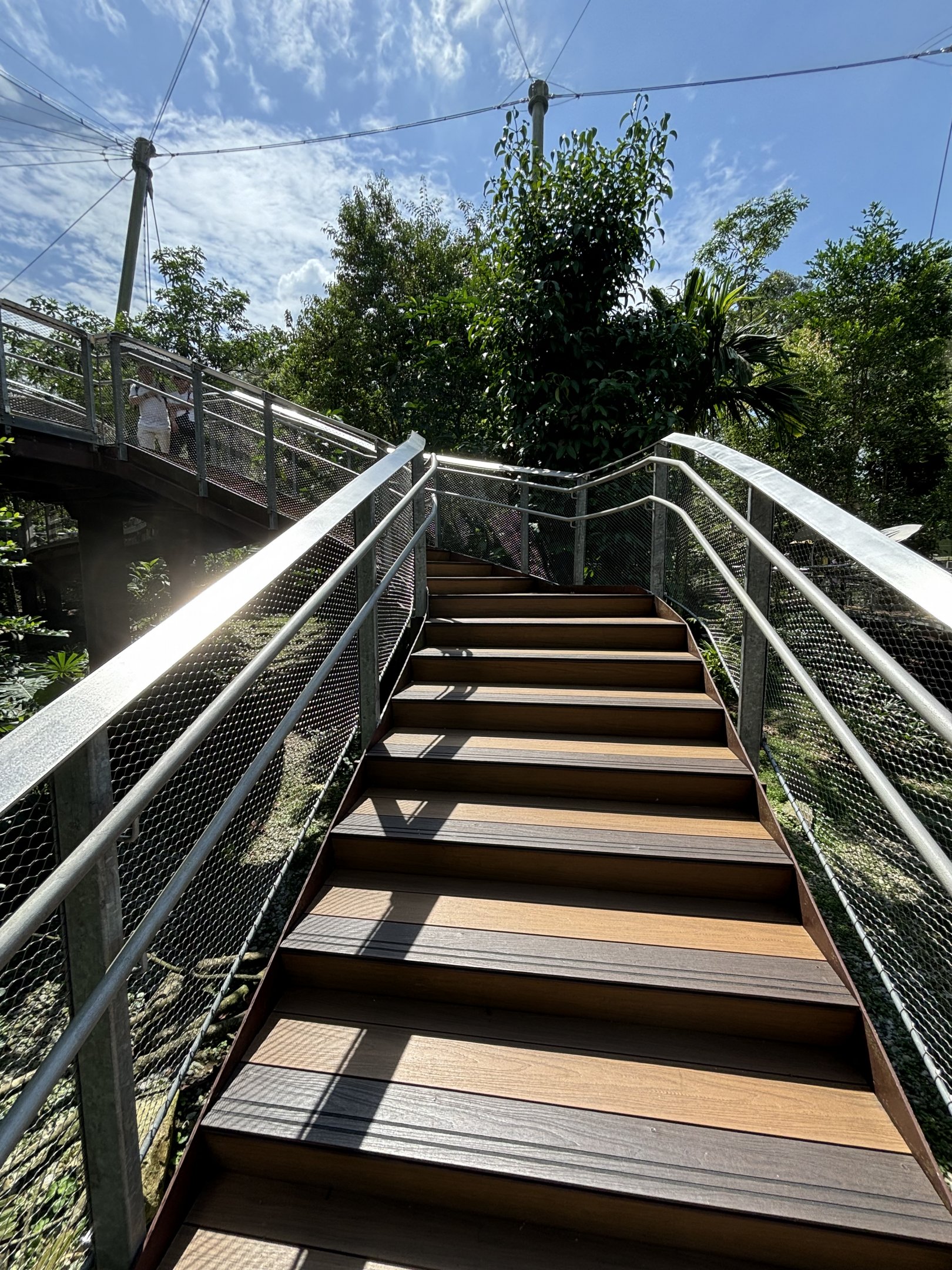 Songs of the Forest Aviary