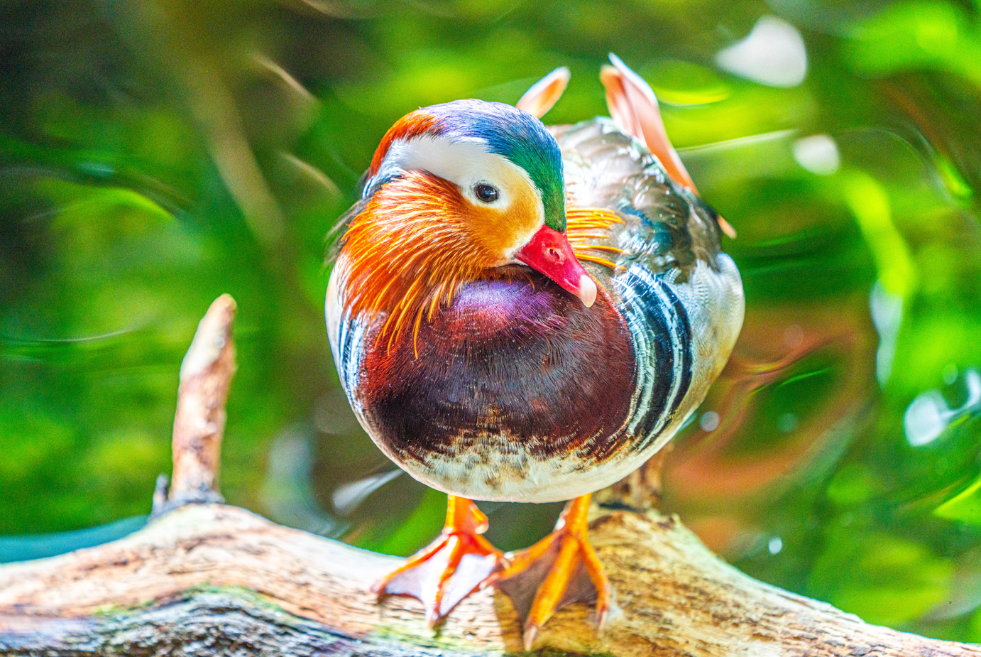 Sonic the male Mandarin Duck