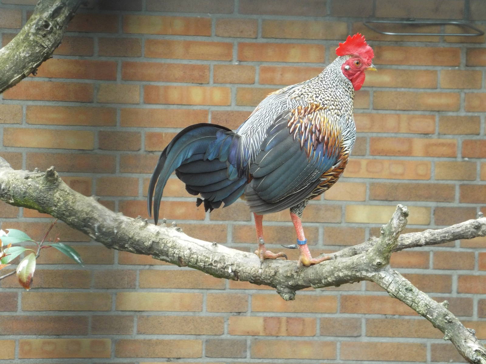 Sonnerat's Junglefowl (Gallus sonneratii) at Zoo Berlin - April 4th 2014