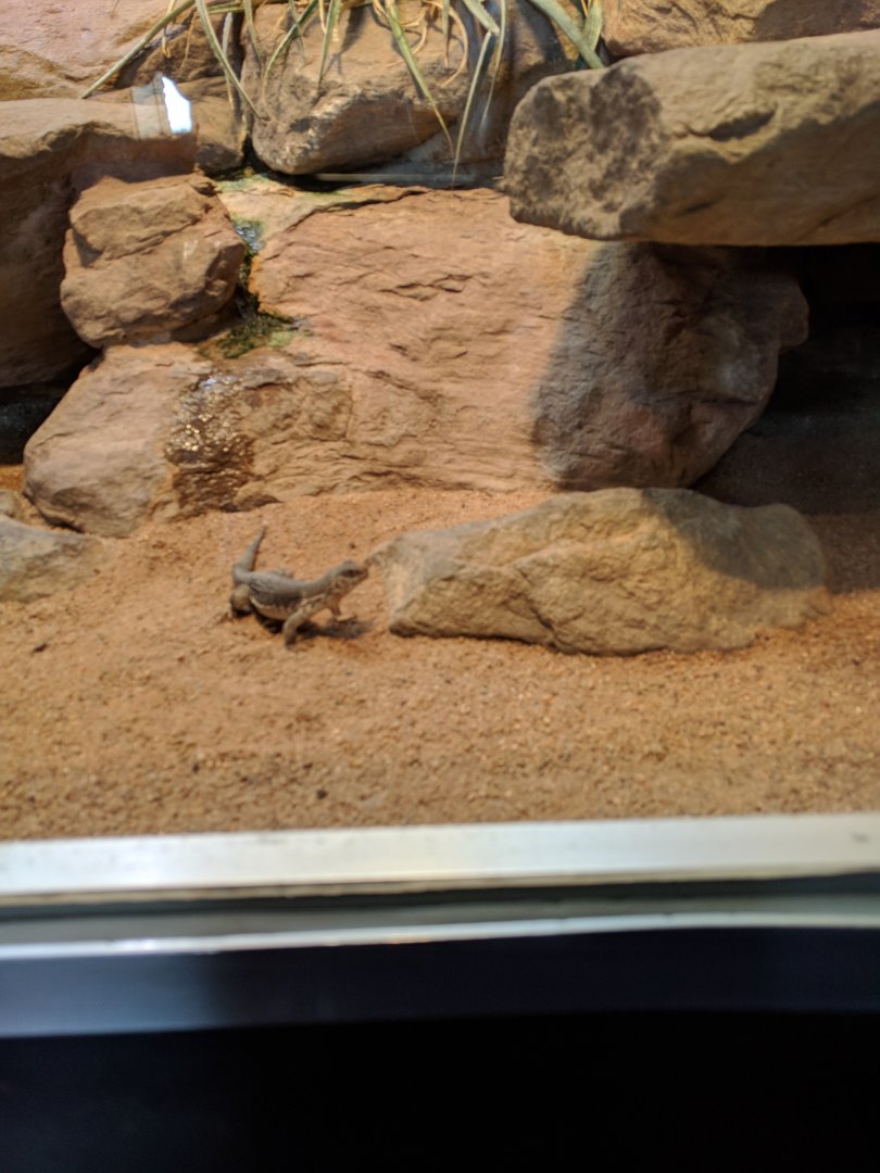 Sonnora Desert Enclosure Wilhelma 2019