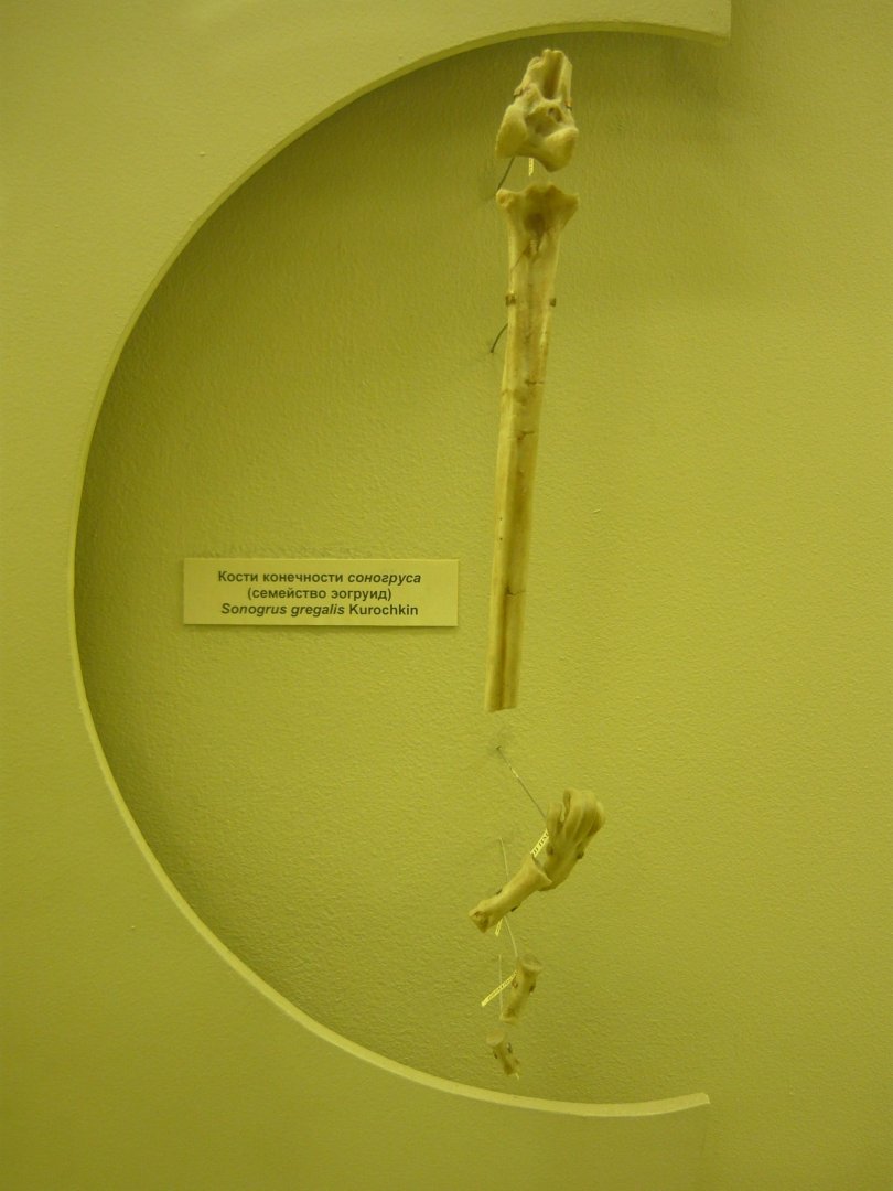 Sonogrus gregalis limb bones