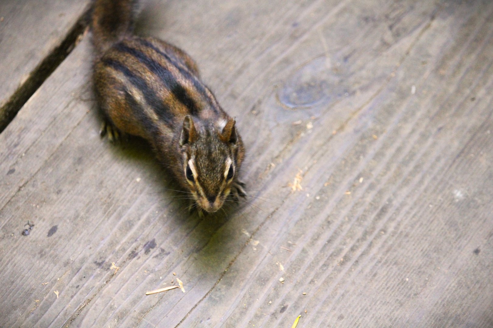 Sonoma Chipmunk