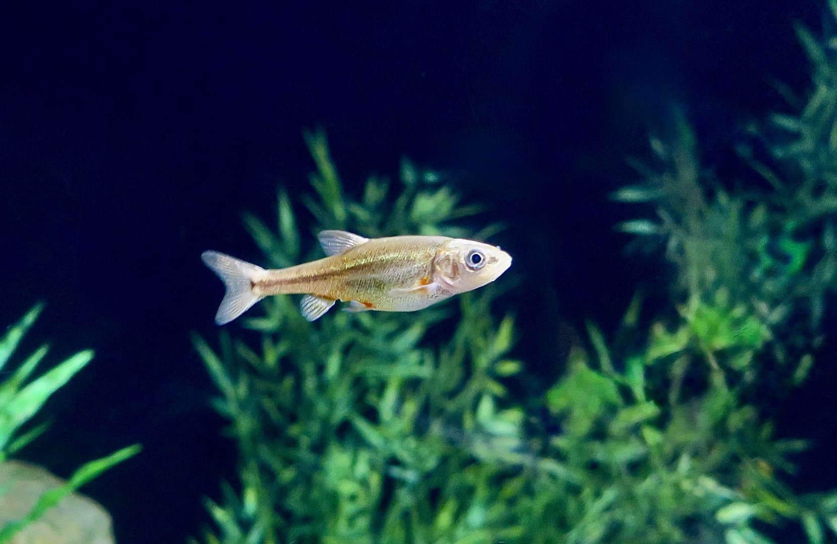 Sonora Chub (Gila ditaenia)