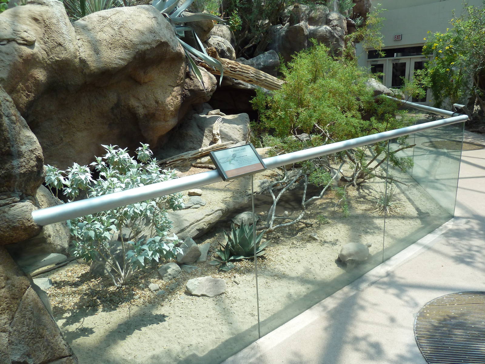 Sonora Desert Building - Collared Lizard Exhibit