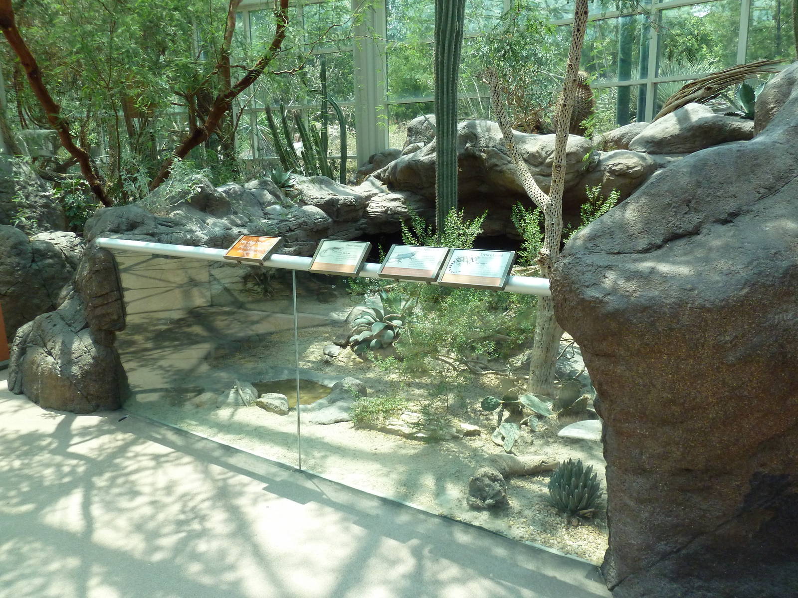 Sonora Desert Building - Desert Iguana/Blue Spiny Lizard/Crevice Lizard Exh