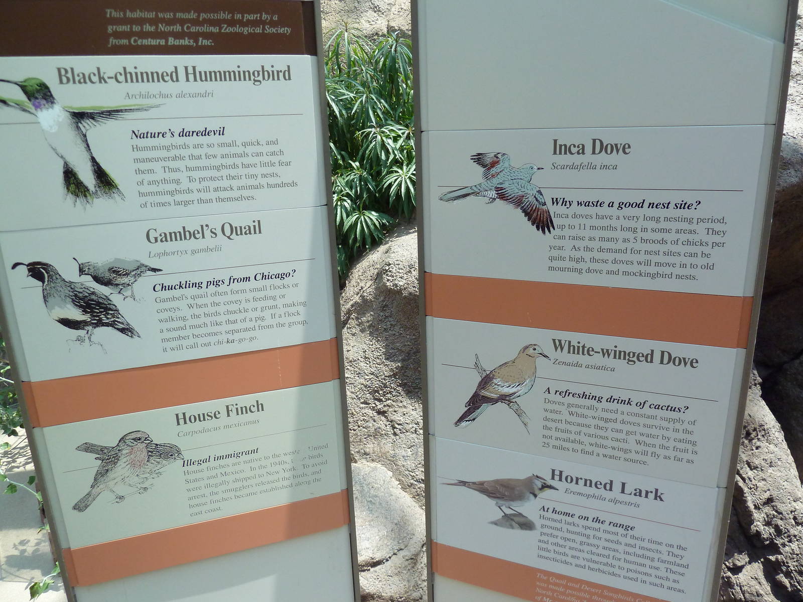 Sonora Desert Building - Free-Flying Birds - Signage
