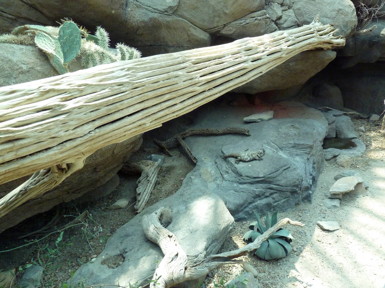 Sonora Desert Building - Isla San Esteban Chuckwalla/Desert Box Turtle Exhi