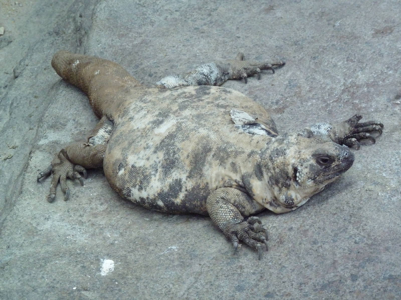 Sonora Desert Building - Isla San Esteban Chuckwalla
