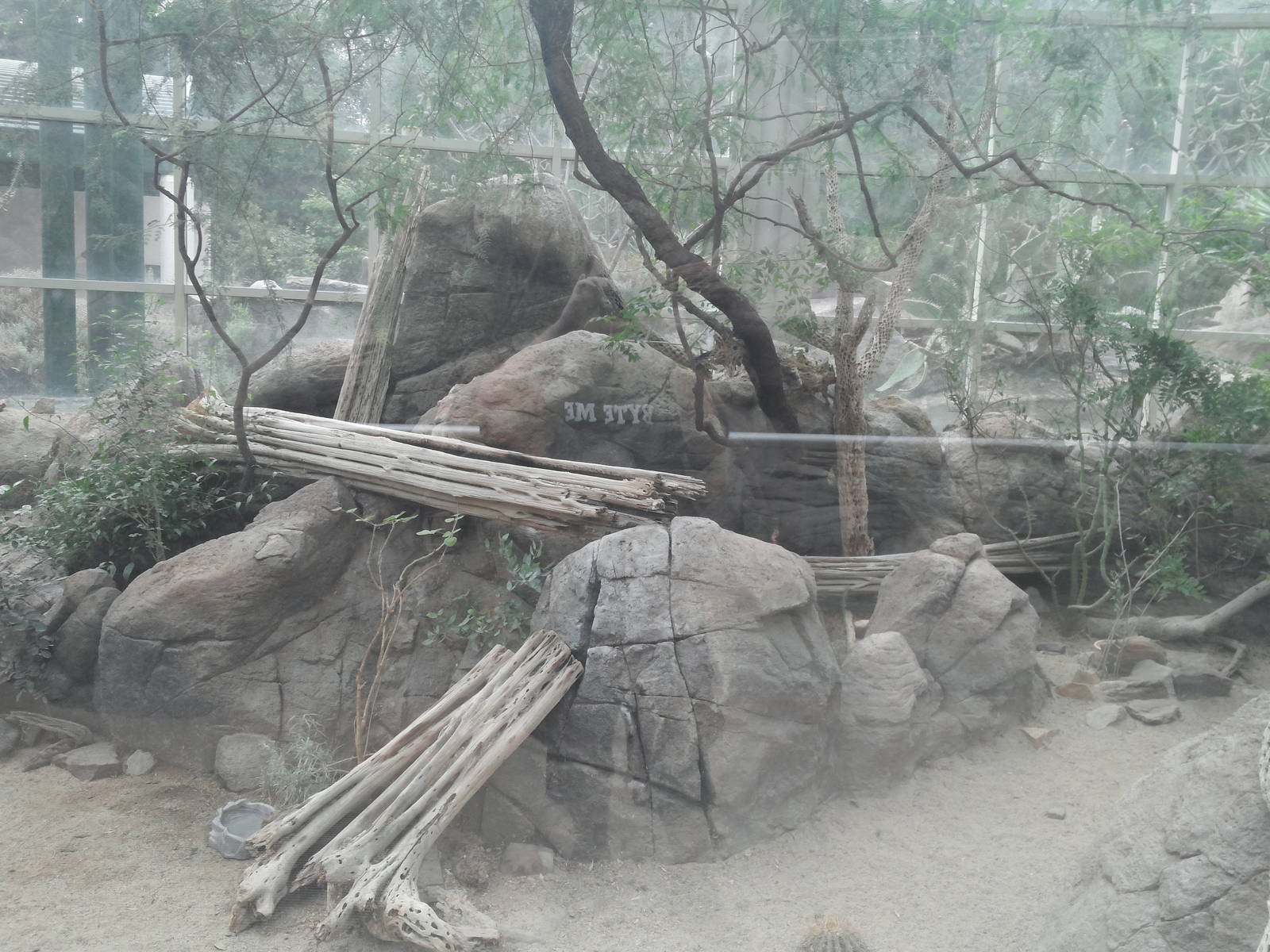 Sonora Desert - Burrowing Owl/Roadrunner/Quail