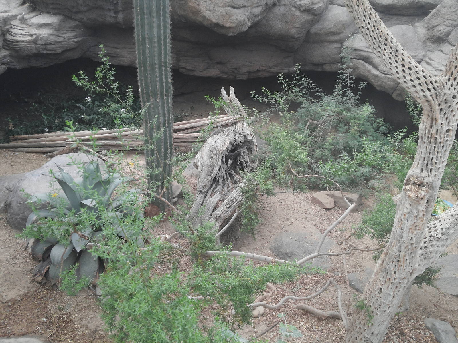 Sonora Desert - Collared Lizard/Desert Iguanua