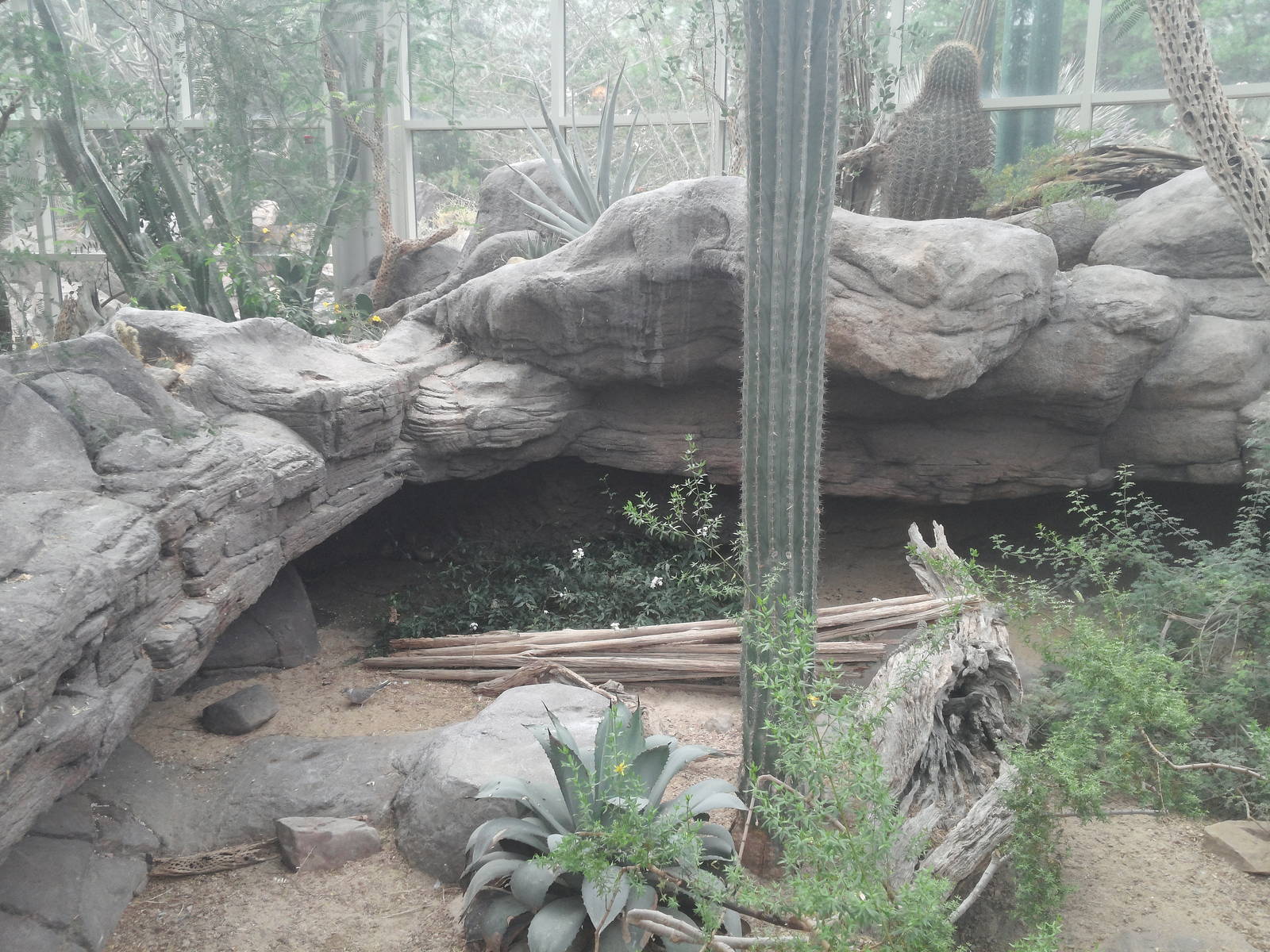 Sonora Desert - Collared Lizard/Desert Iguanua