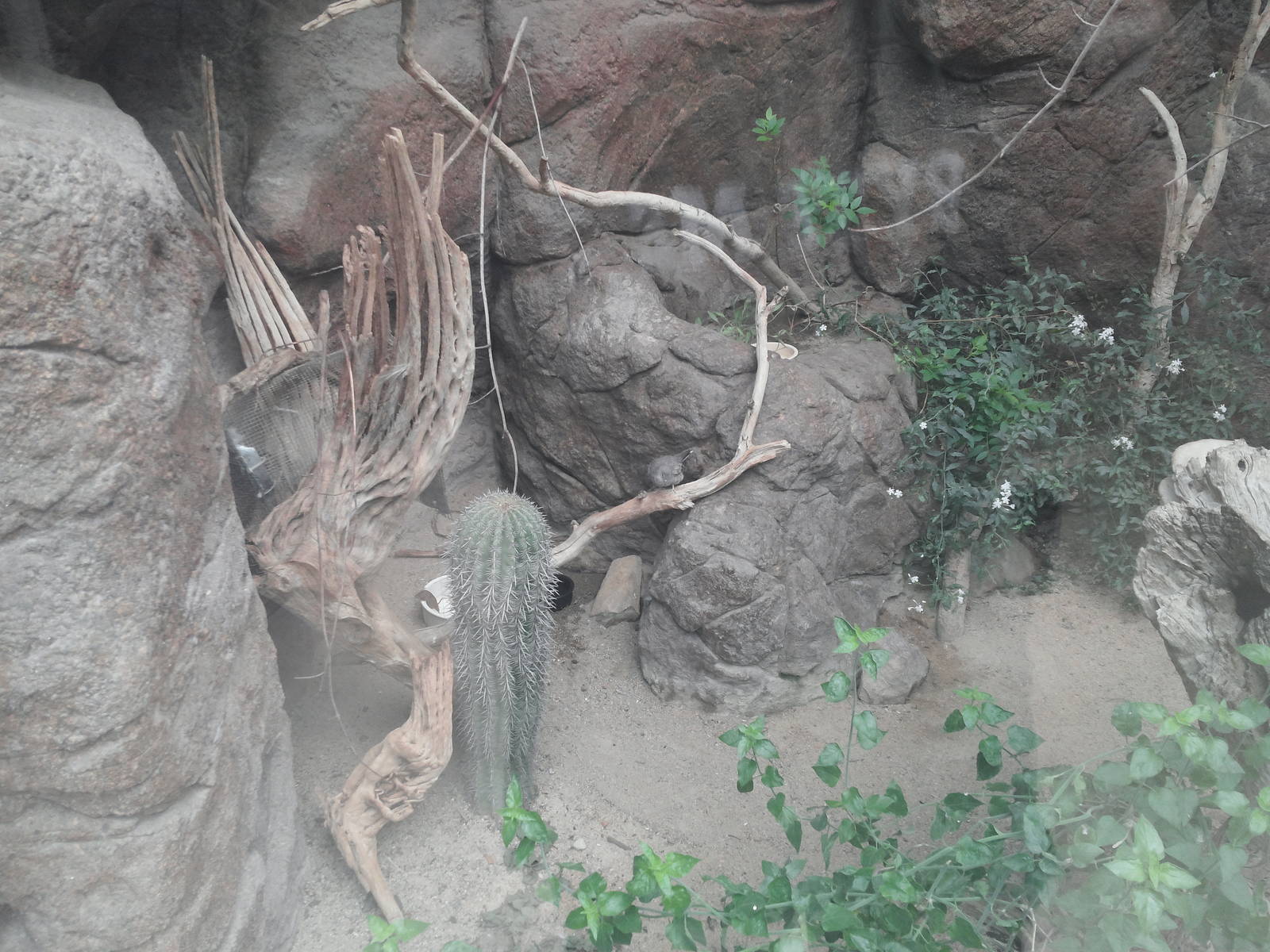 Sonora Desert - Desert Birds