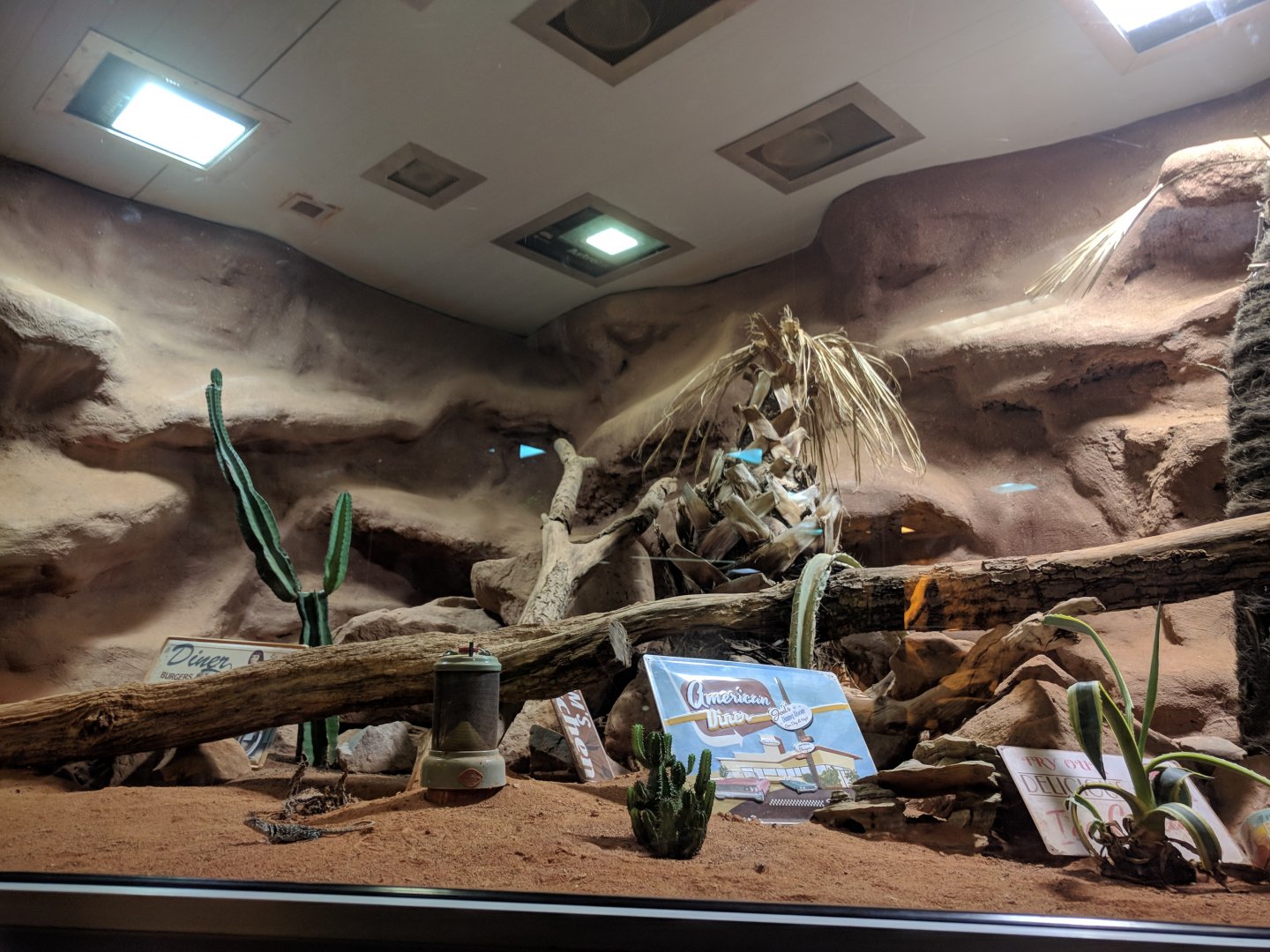 Sonora Desert Enclosure