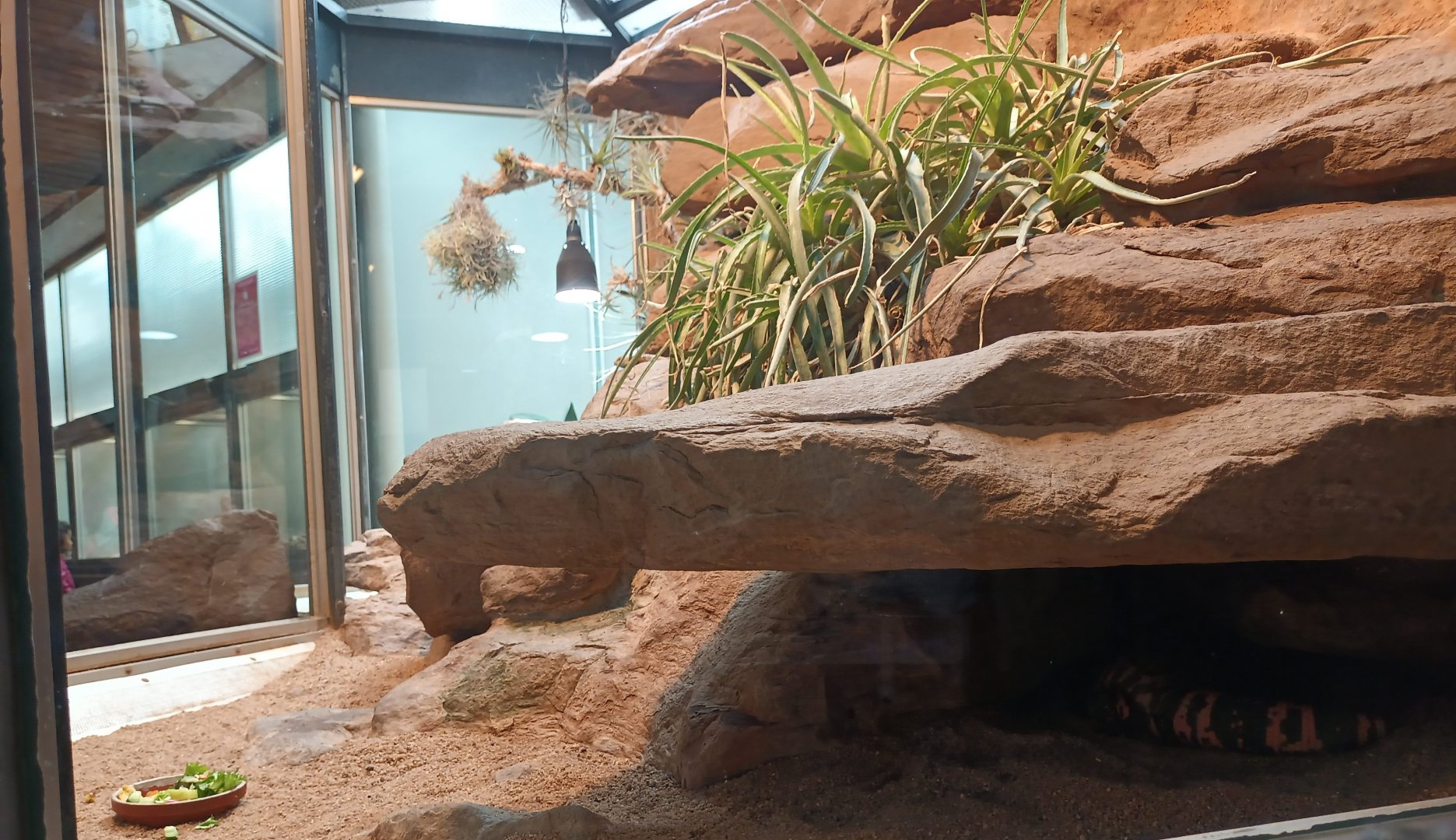 Sonora Desert Habitat