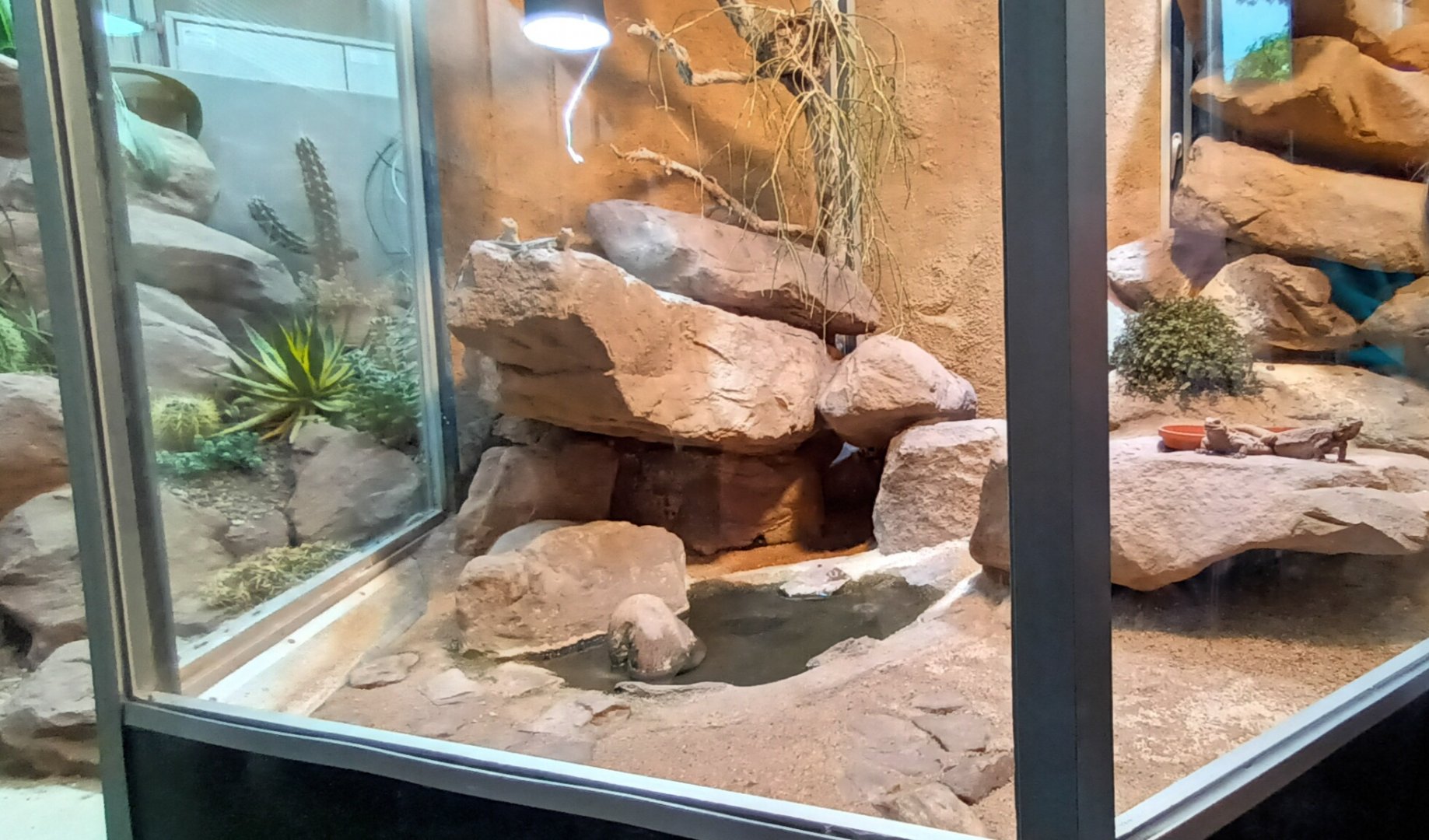 Sonora Desert Habitat