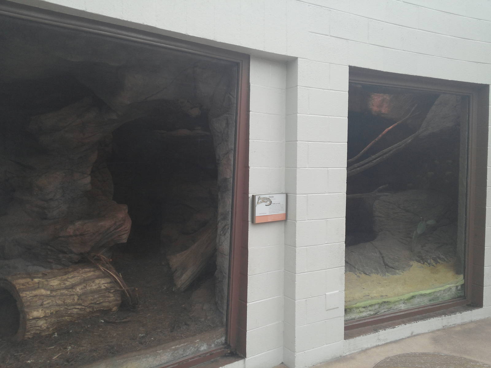 Sonora Desert - Ocelot