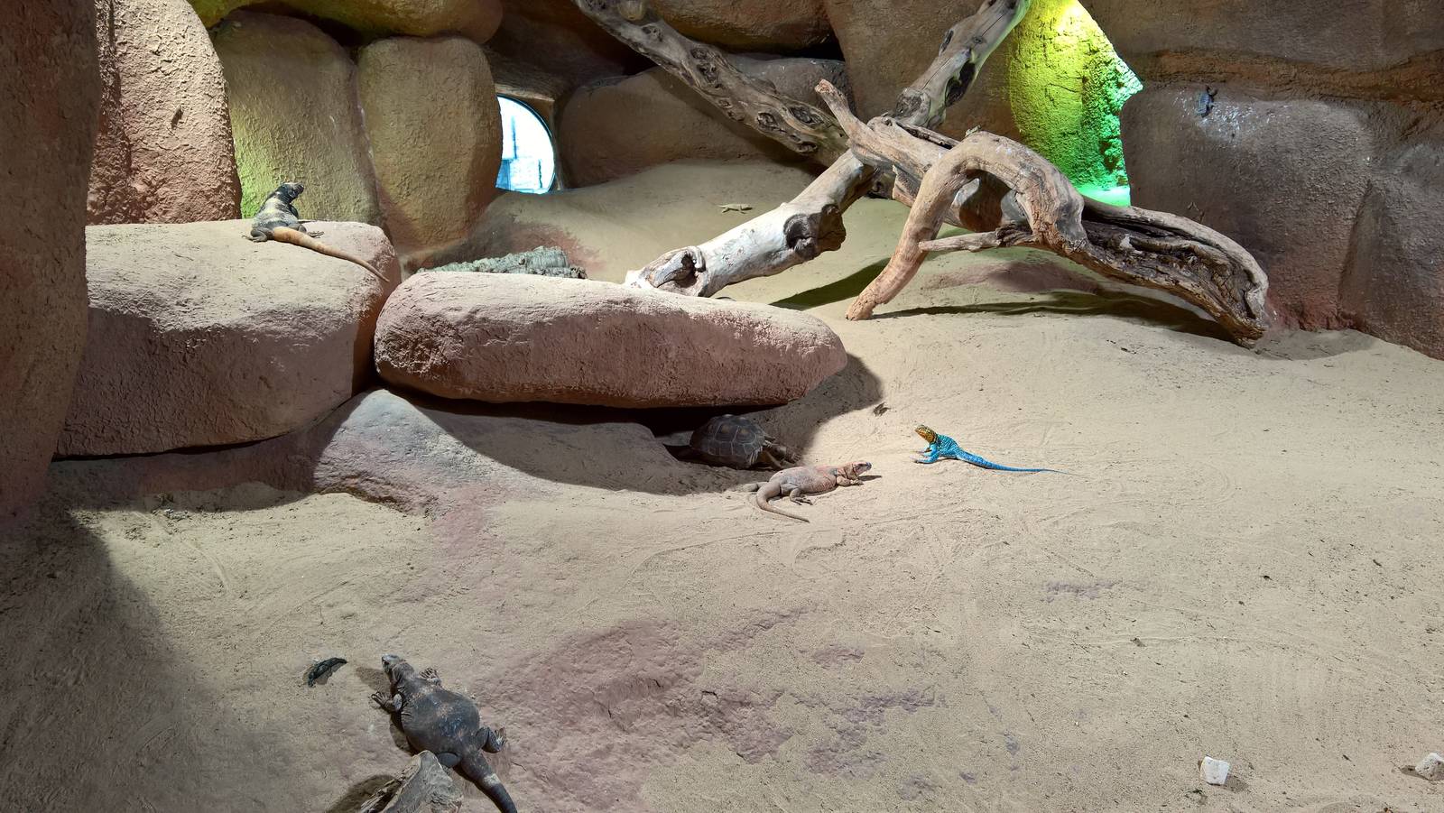 Sonora desert reptiles