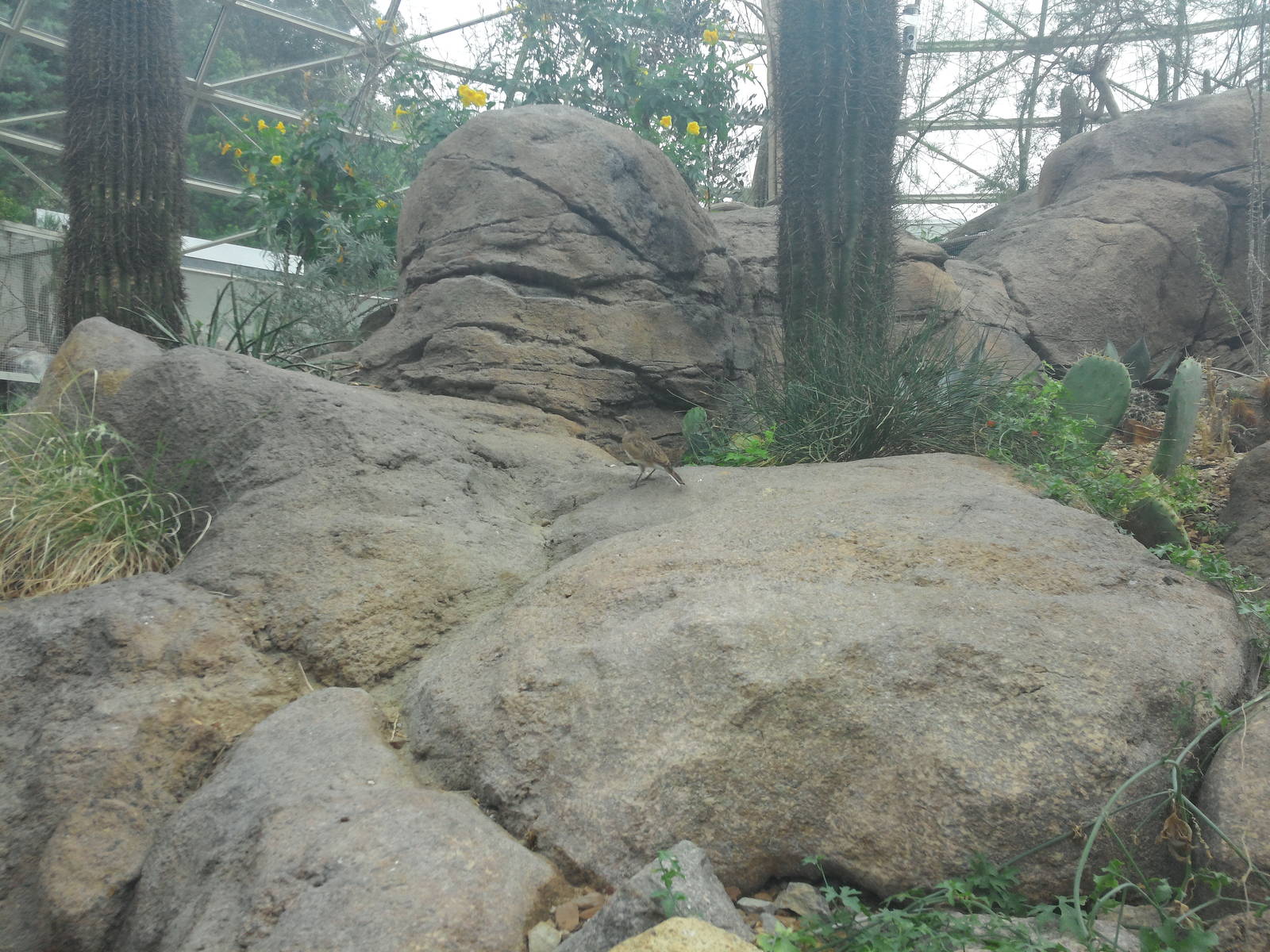 Sonora Desert - Rocks and Plants