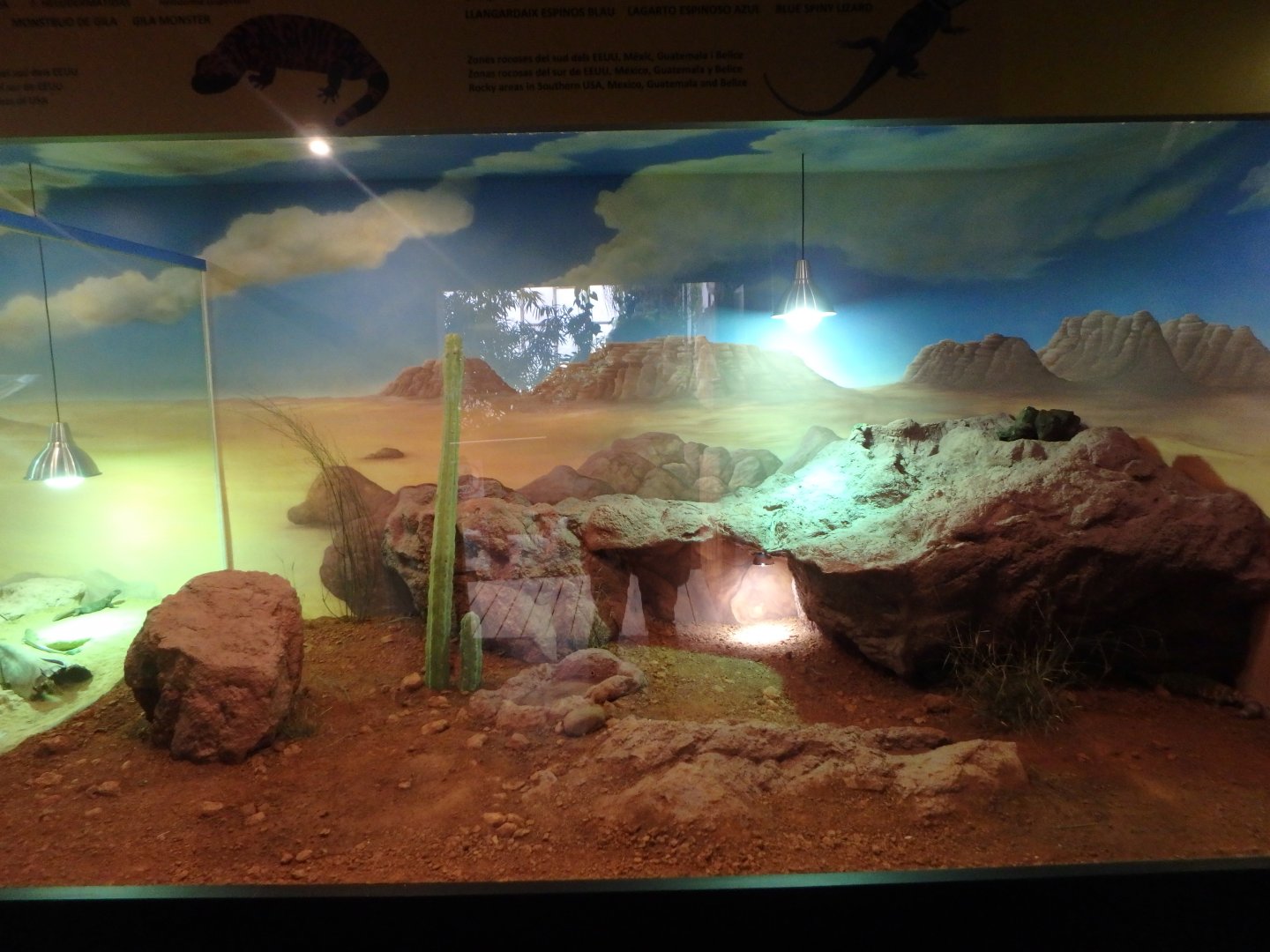 Sonora Desert terrarium