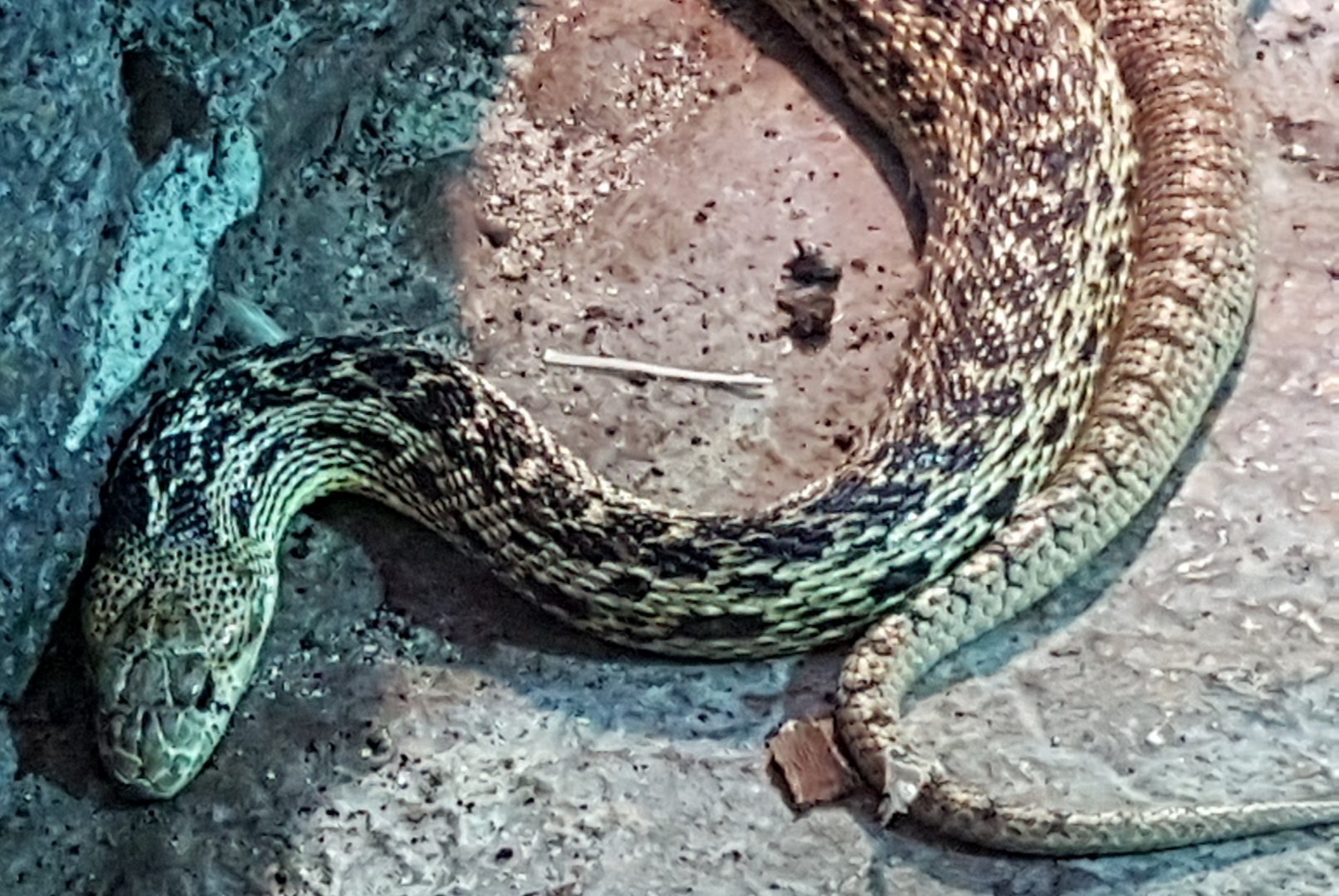 Sonora gophersnake - Pituophis melanoleucus