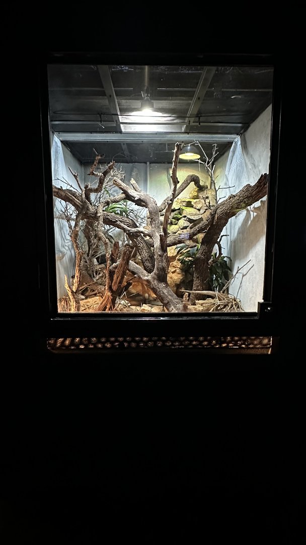 Sonora Norte Terrarium