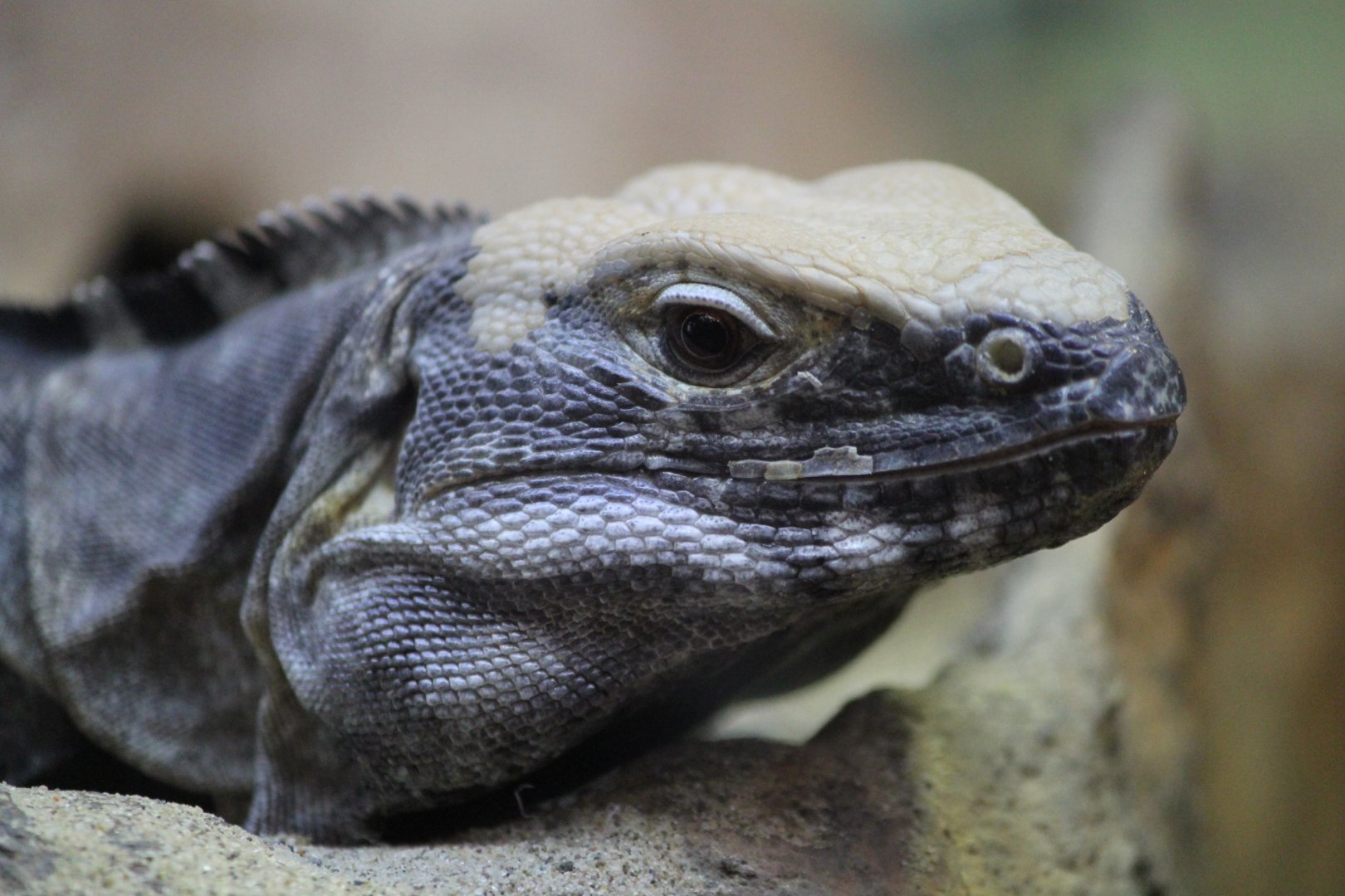 Sonoran Black Iguana, Detroit Zoo