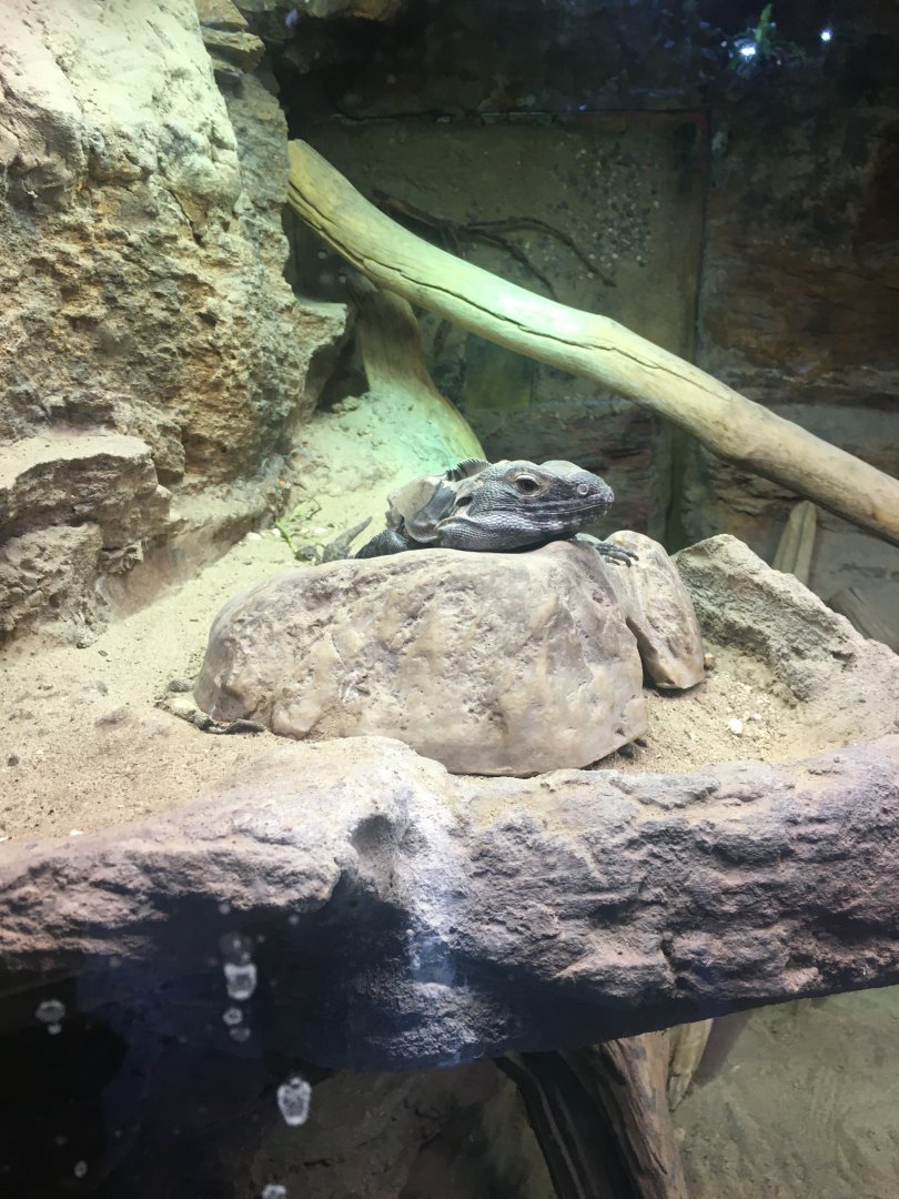 Sonoran Black Iguana