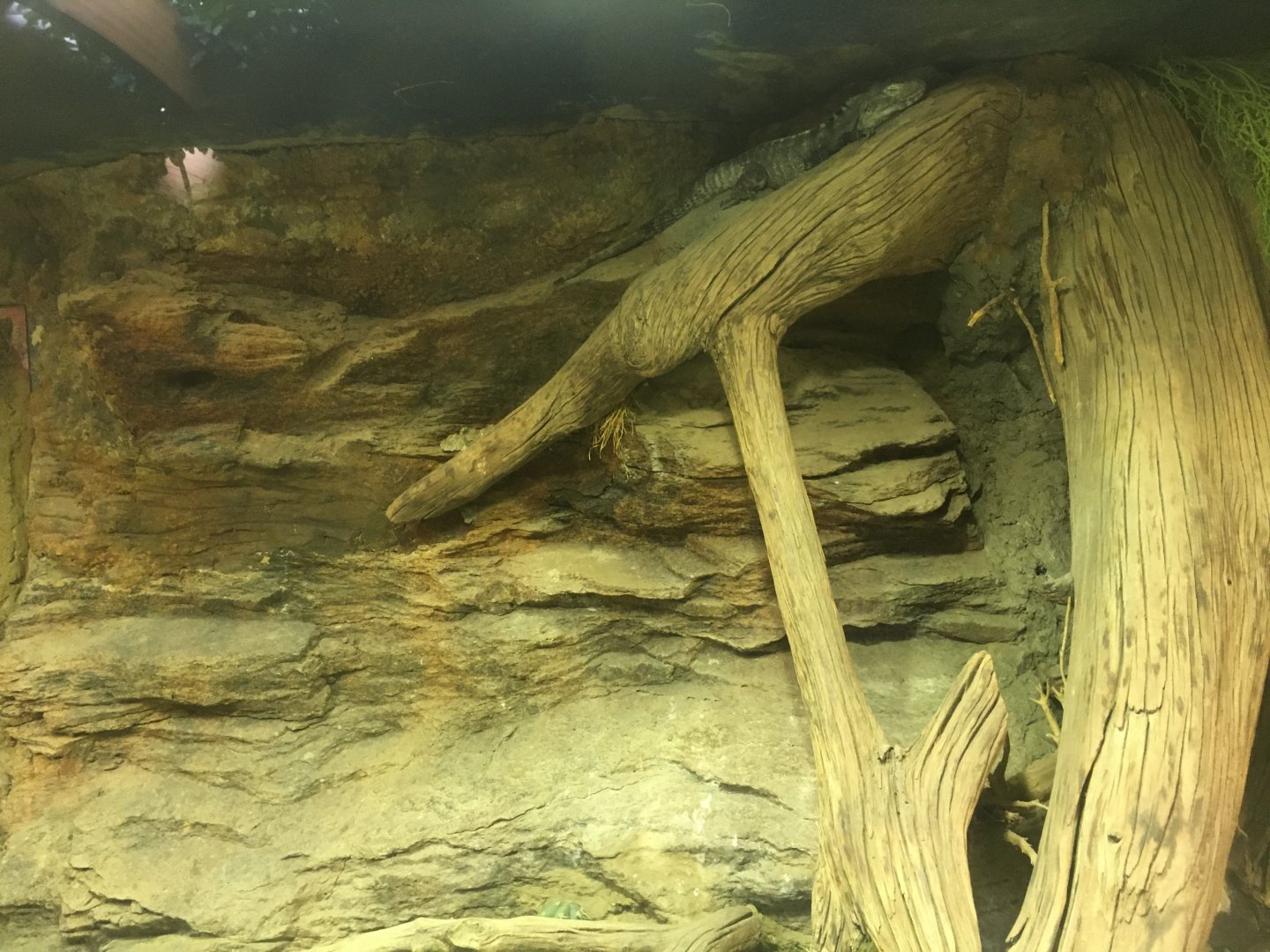 Sonoran black iguana