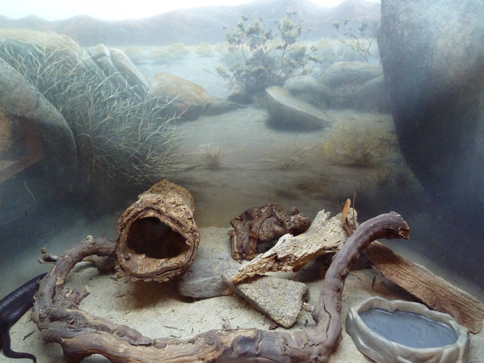 Sonoran Black Kingsnake Exhibit