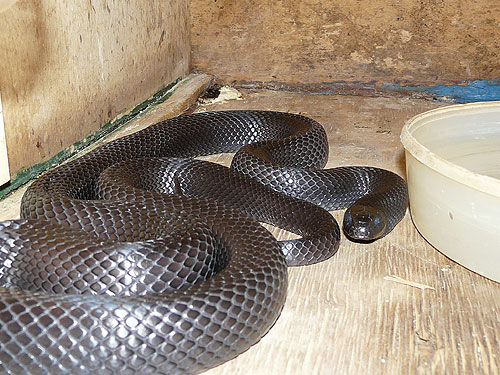 Sonoran Black Kingsnake in Kishinev Zoo