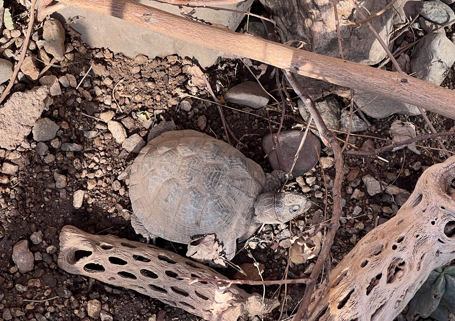 Sonoran Box Turtle