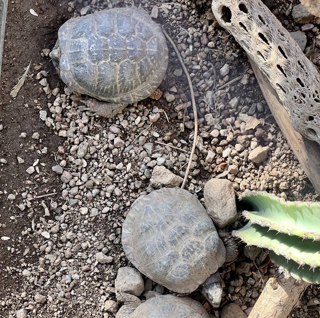 Sonoran Box Turtles