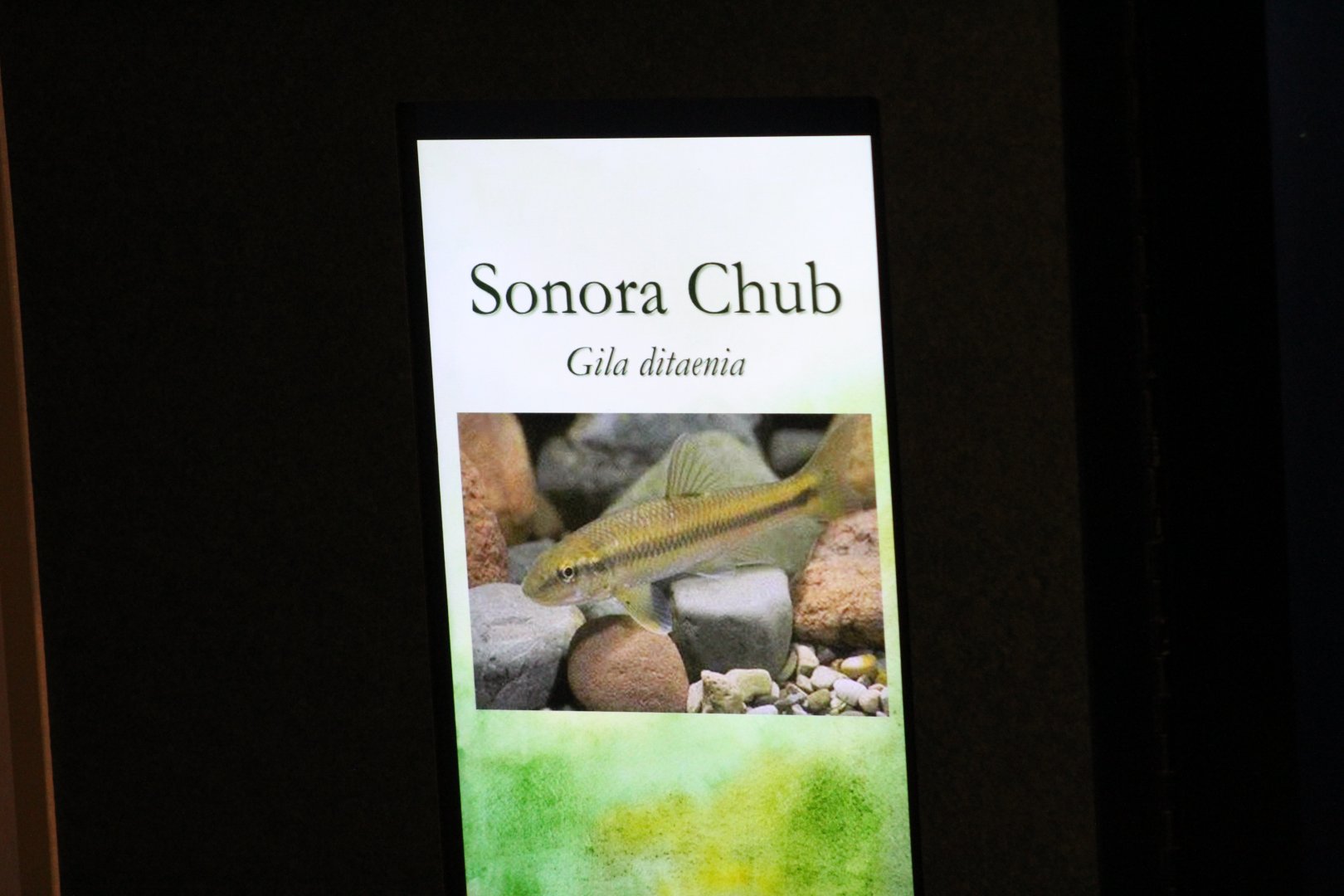 Sonoran Chub Signage