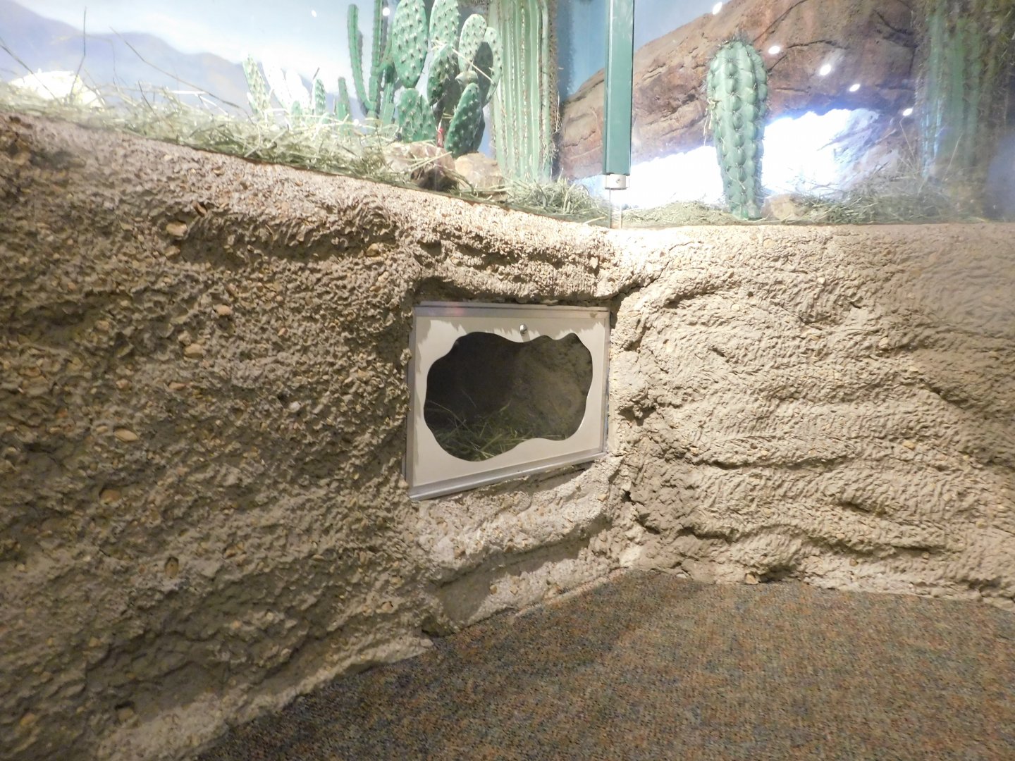 Sonoran Desert - Desert Tortoise Exhibit - Sep. 2020
