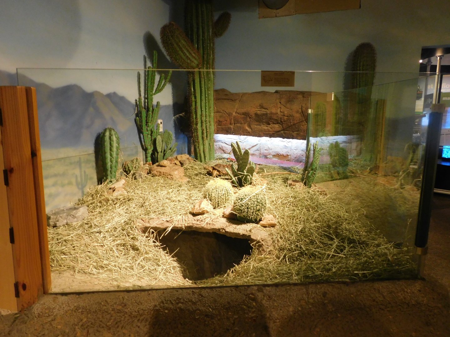 Sonoran Desert - Desert Tortoise Exhibit - Sep. 2020