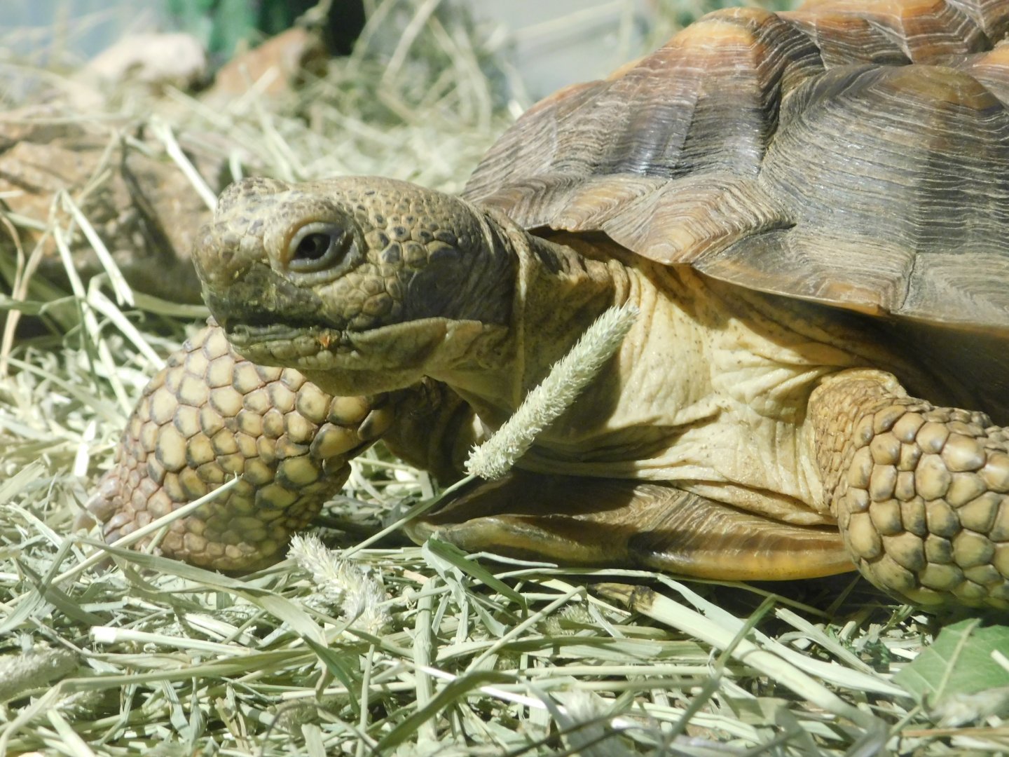 Sonoran Desert - Desert Tortoise - Sep. 2020