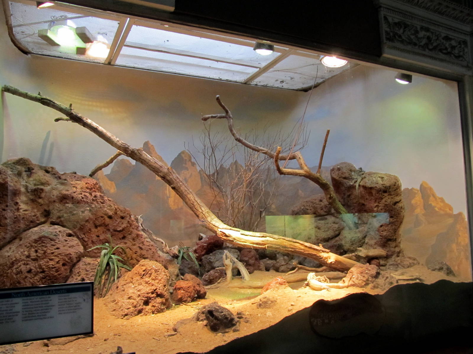 Sonoran Desert Exhibit