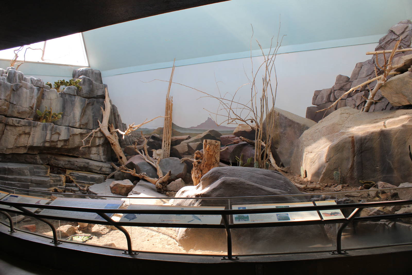 Sonoran Desert Exhibit