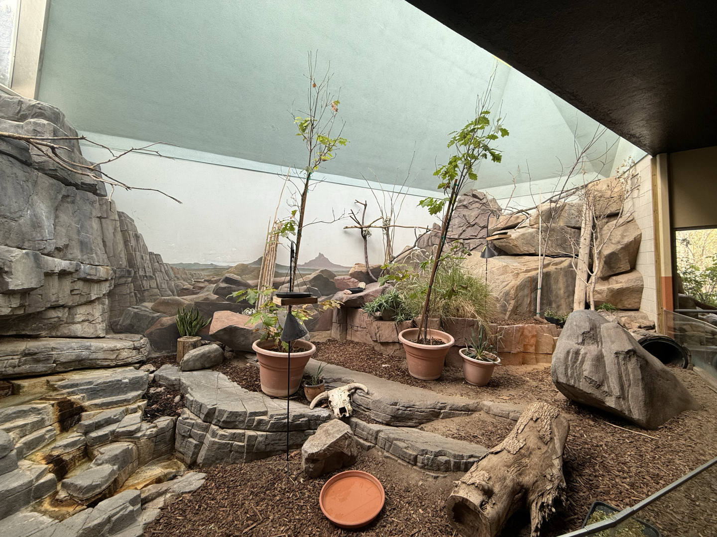 Sonoran Desert Habitat - Desert Zone - Small Animal Building