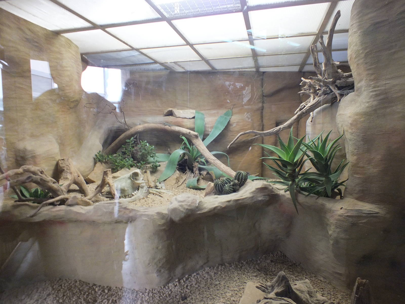 Sonoran Desert lizard exhibit