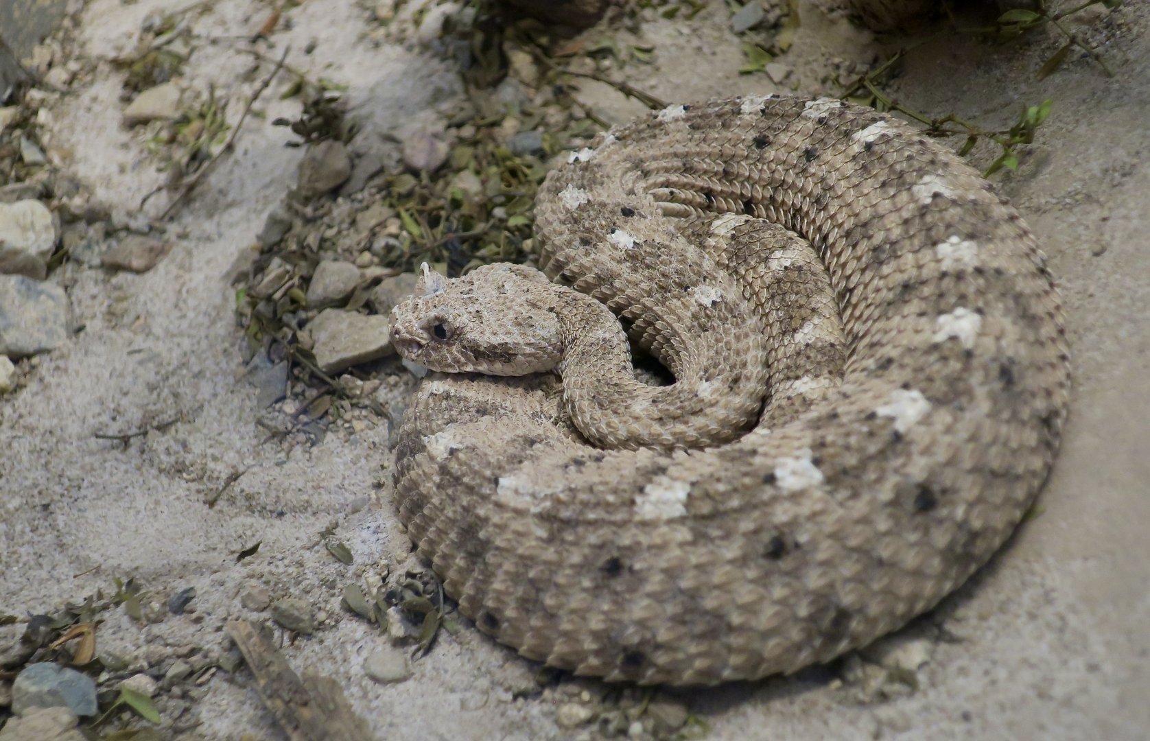 Sonoran Desert Sidewinder (Crotalus cerastes cercobombus)