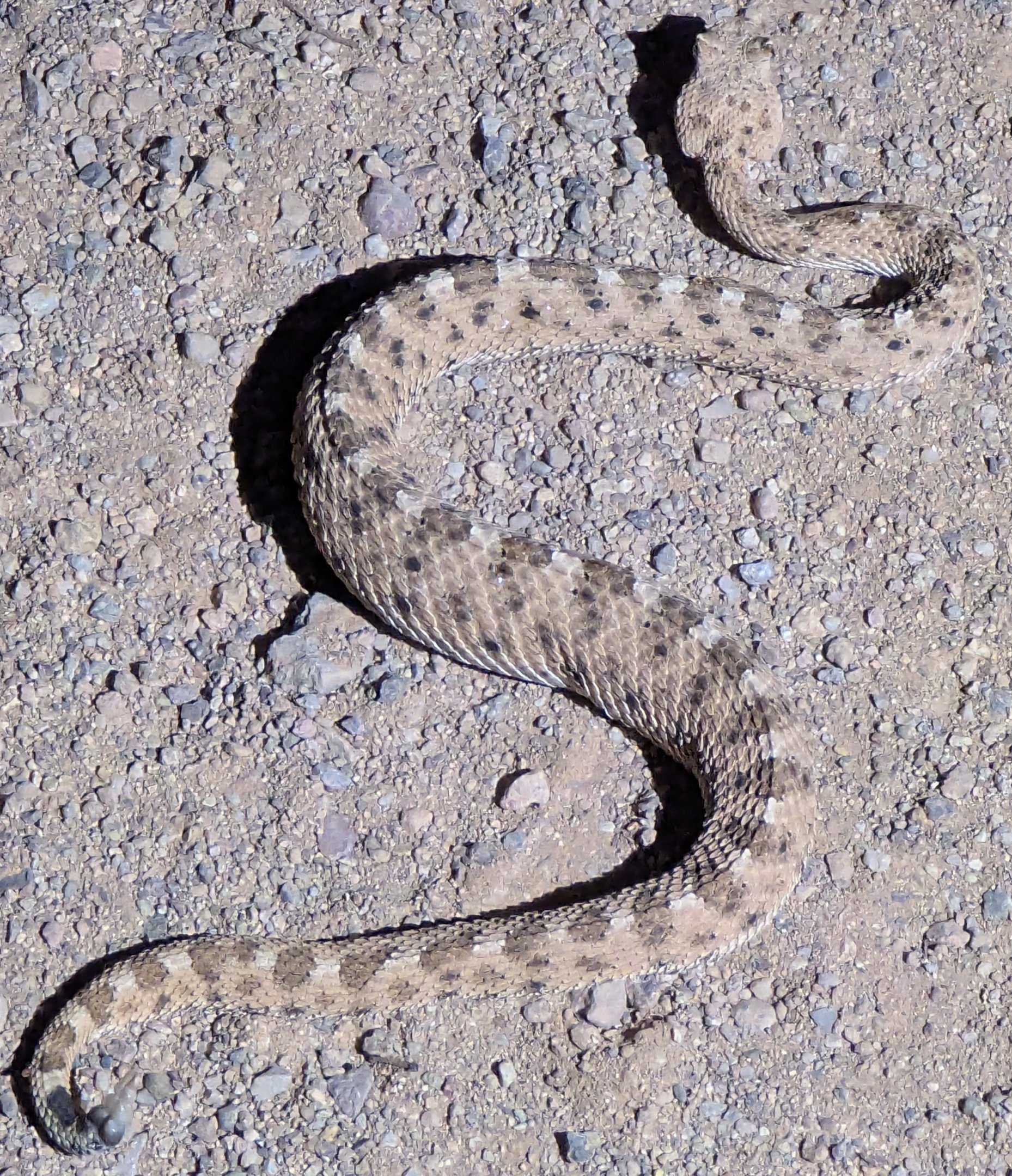 Sonoran desert sidewinder (Crotalus cerastes cercobombus)
