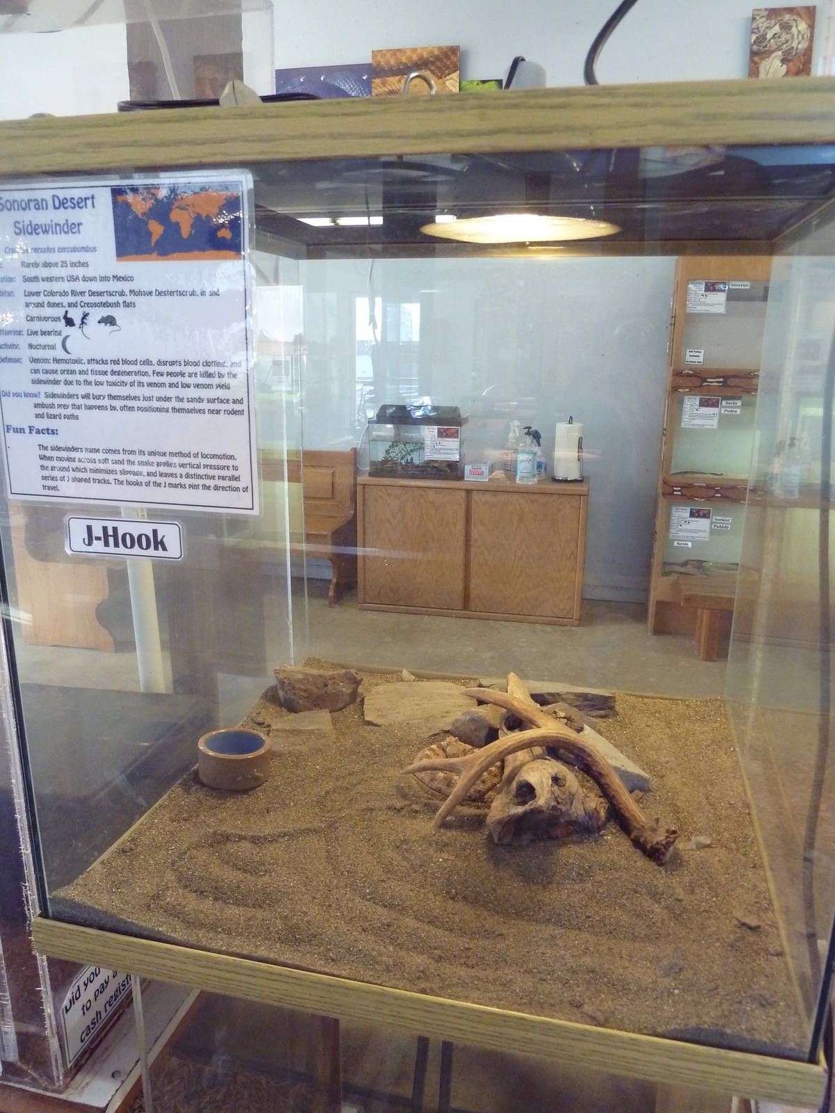 Sonoran Desert Sidewinder Exhibit