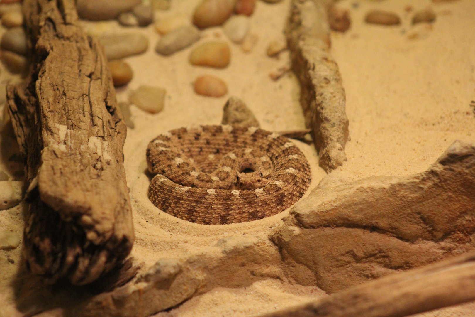 Sonoran Desert Sidewinder