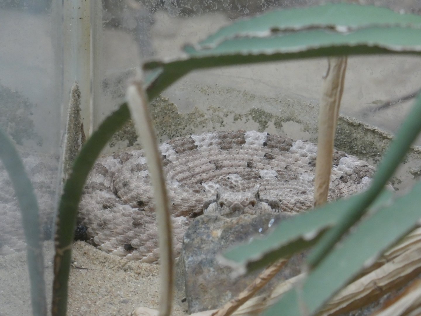 Sonoran desert sidewinder