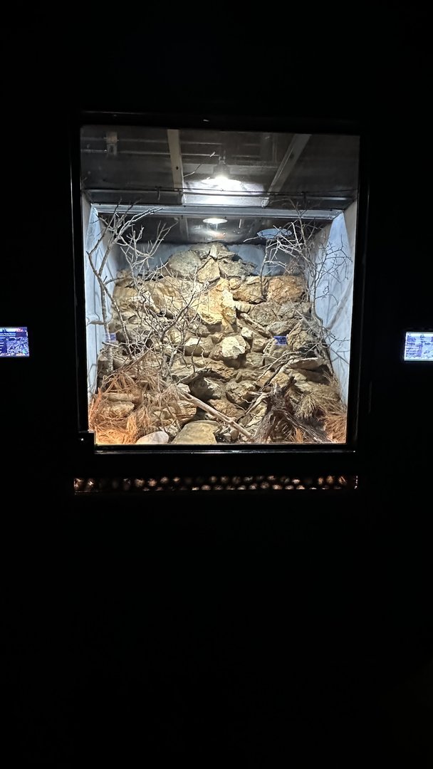 Sonoran Desert Terrarium