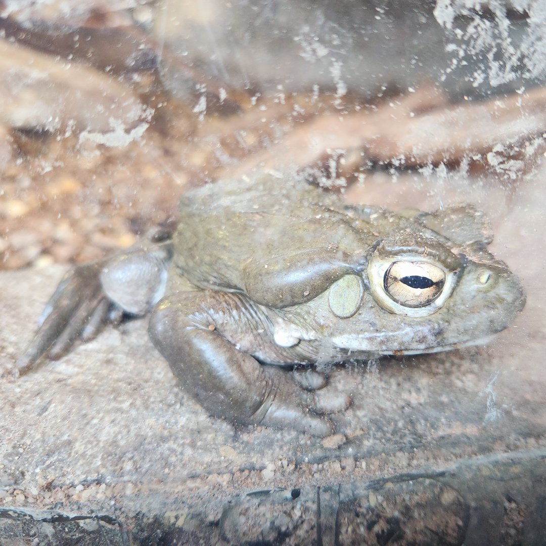 Sonoran Desert Toad (Incilius alvarius)