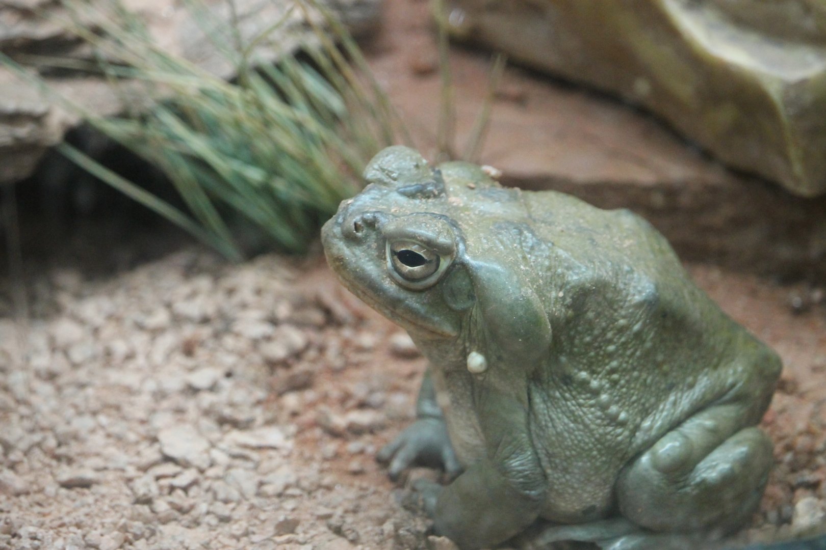 Sonoran Desert Toad (Incilius alvarius)