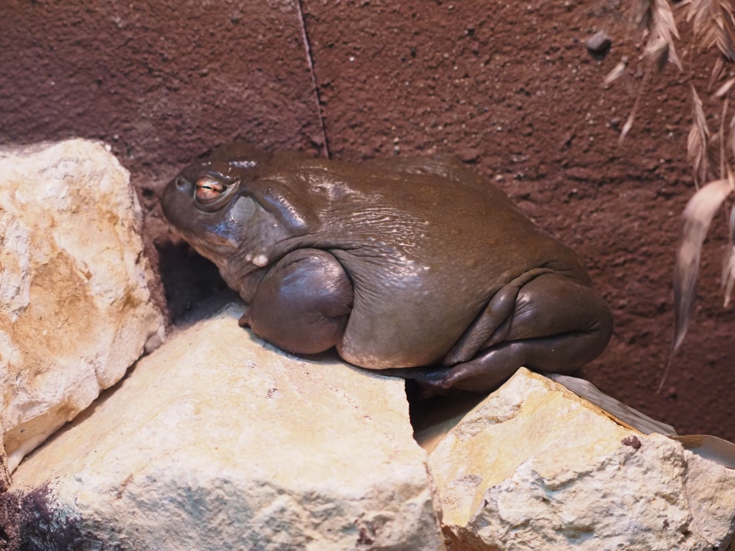 Sonoran Desert Toad